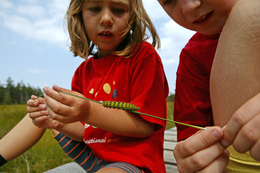 girls observing caterpillar, insect, boardwalk, high moor, Harz Mountains, Lower Saxony, northern Germany
