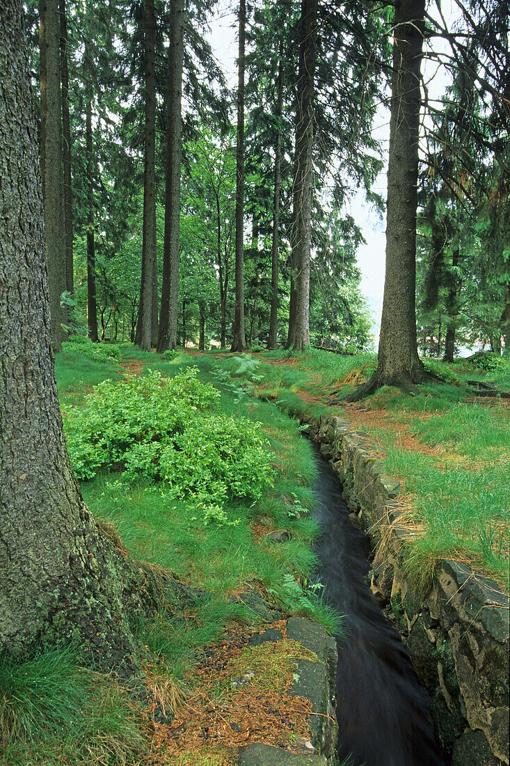 Hiking trail along Oderteich, Harz, Lower Saxony, Germany