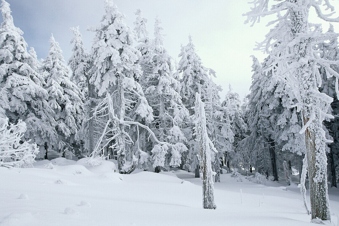 Snow covered coniferous forest on Brocken summit, Schierke, Harz Mountains, Saxony-Anhalt, Germany