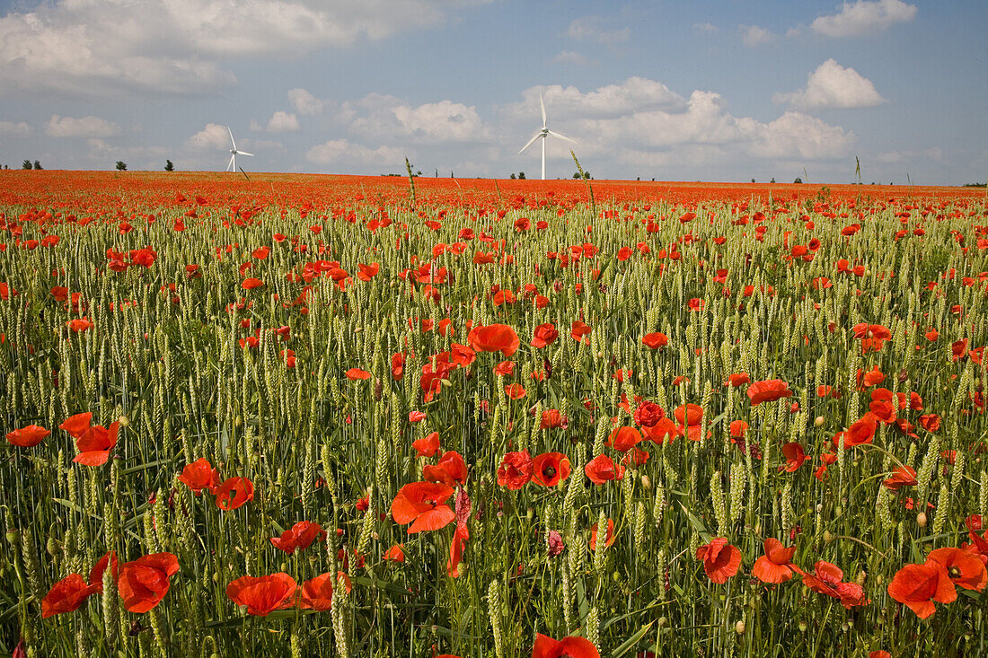 red poppies amongst grain field, wind turbines on horizon, northern Germany, Europe