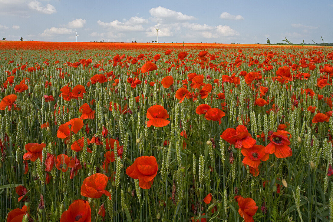 Mohn im Getreidefeld bei Hannover, Mohn im Getreidefeld, Klatschmohn, Detail, Windrad, Wolken