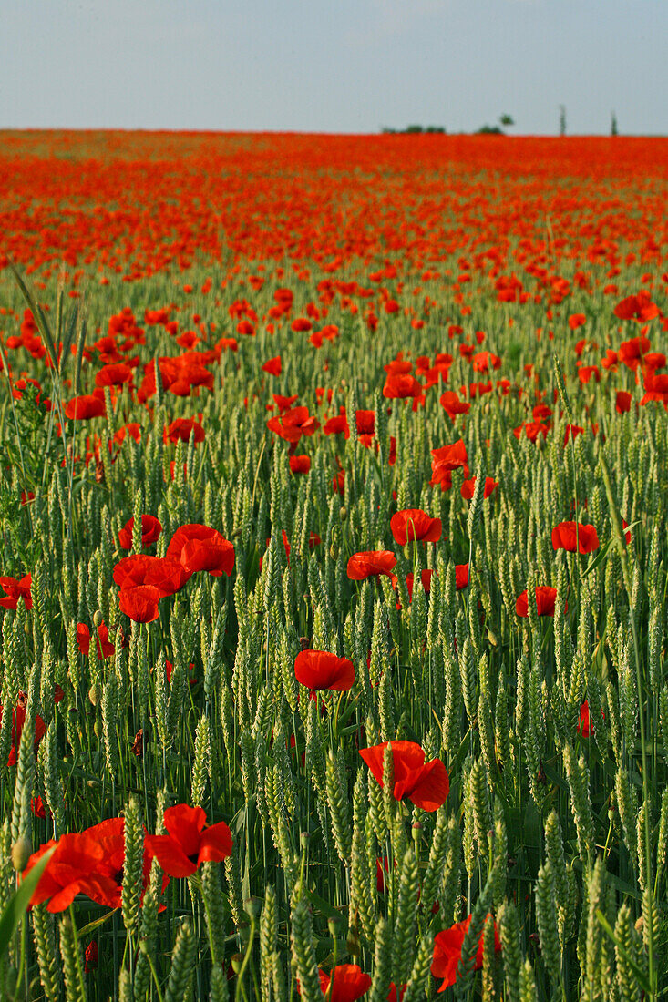 red poppies in grain field, northern Germany, Europe
