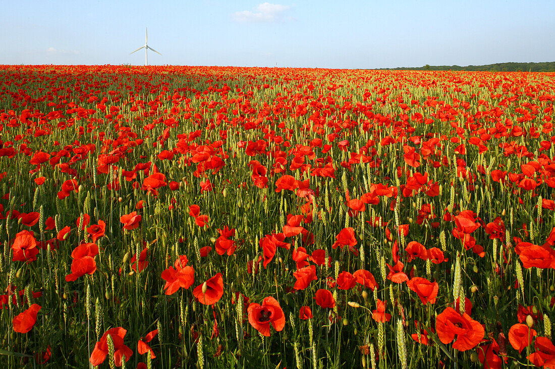 Red poppies in cornfield, wind turbine in background, Hanover, Lower Saxony, Germany
