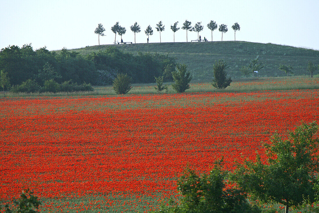 Red poppies in cornfield, Hanover, Lower Saxony, Germany