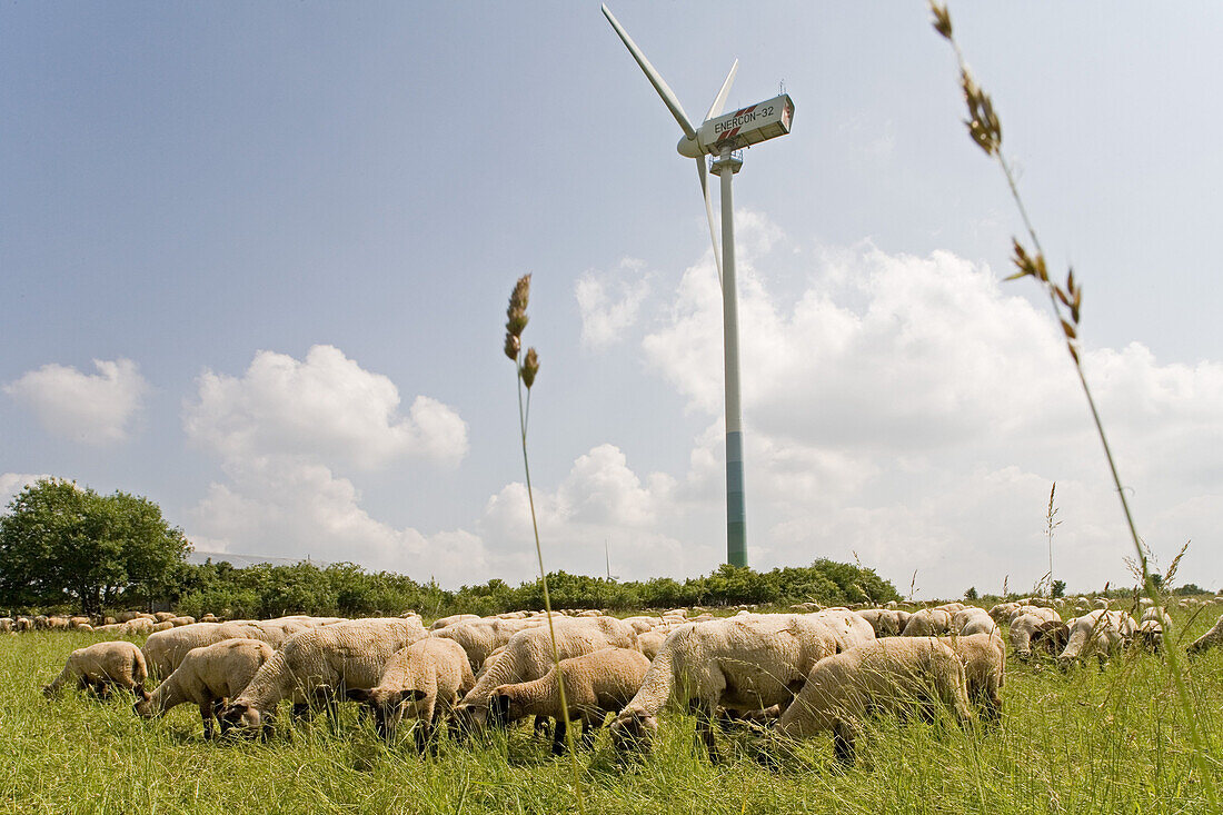 Sheeps grazing on hill Kronsberg near wind turbine, Hanover, Lower Saxony, Germany