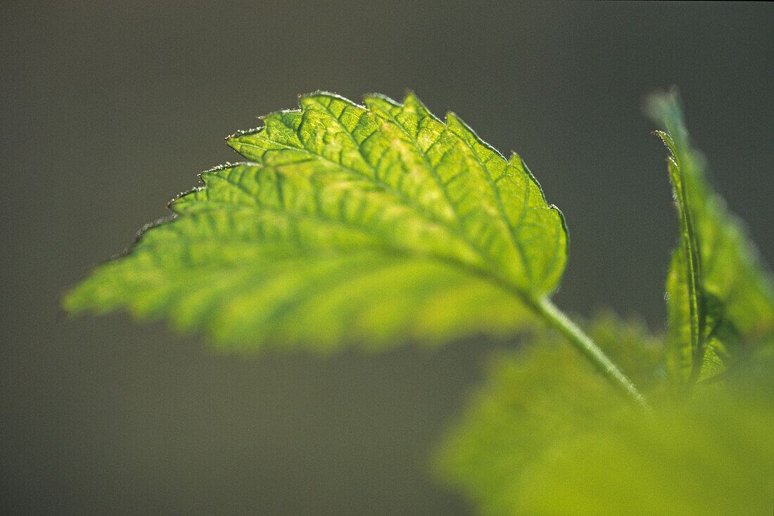 new leaf, spring season