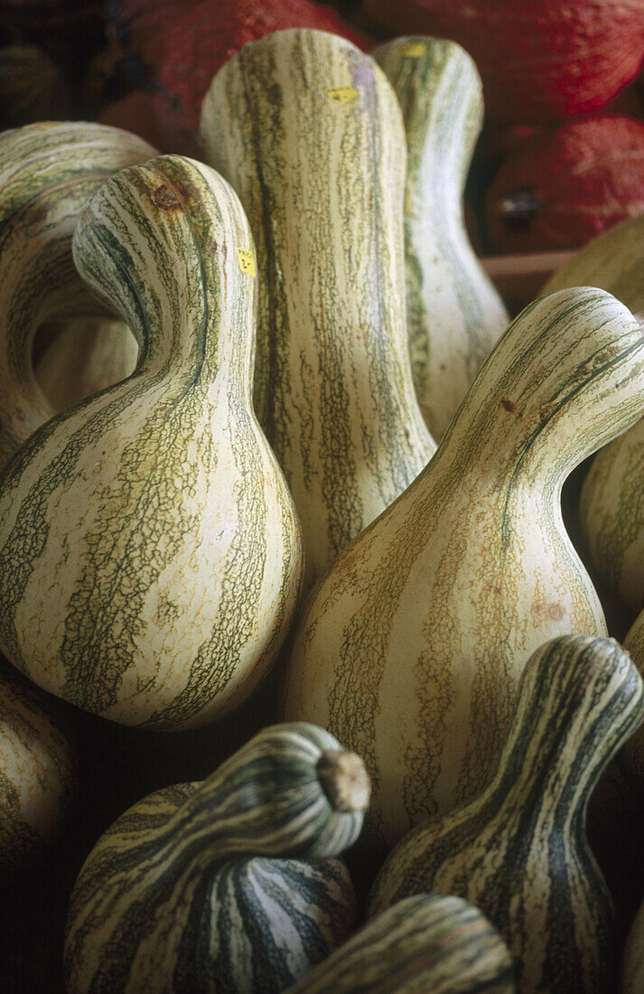 Green Striped Cushaw Pumpkins at a roadside produce stand. Sussex County, Delaware. USA