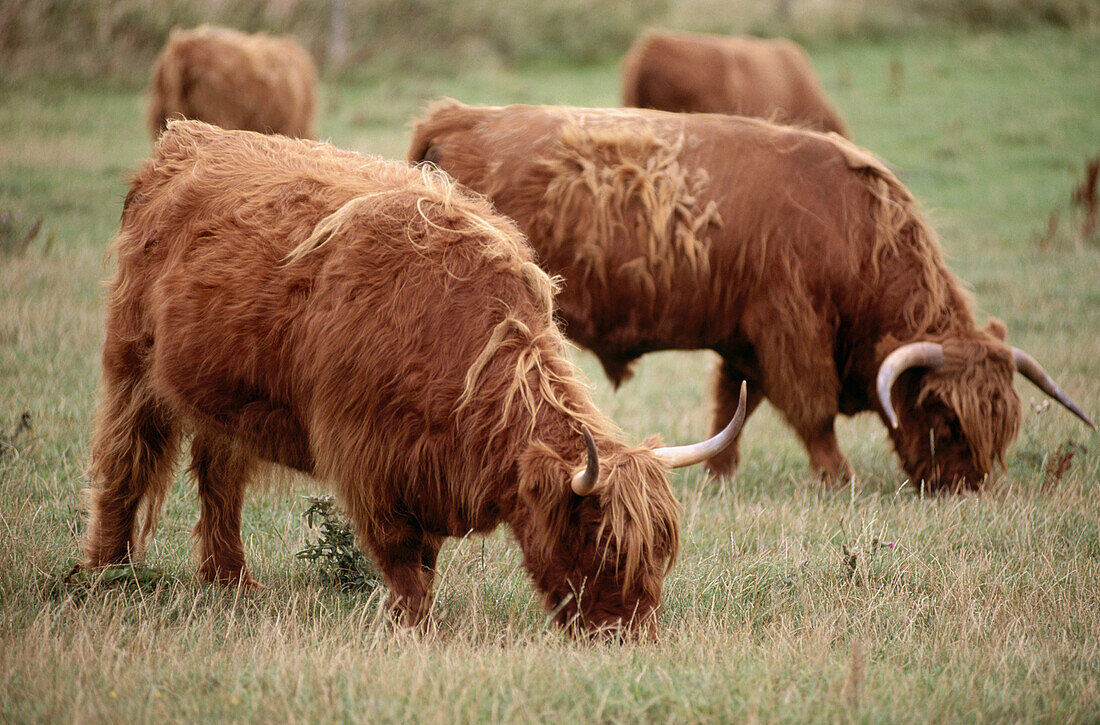 Highland cattle, Denmark