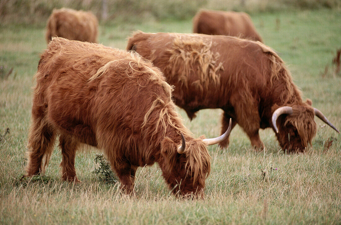 Highland cattle, Denmark – License image – 70088485 lookphotos