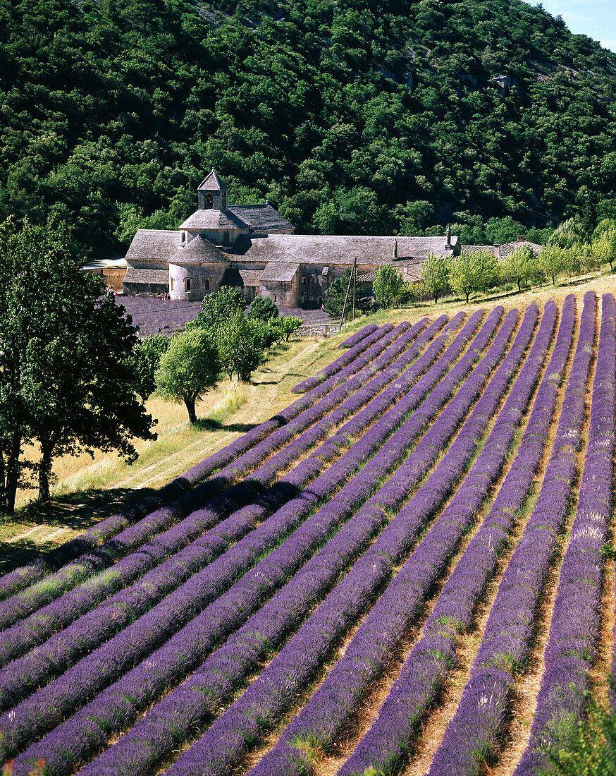 Abbey of Notre-Dame de Sénanque and lavender field. Provence. France