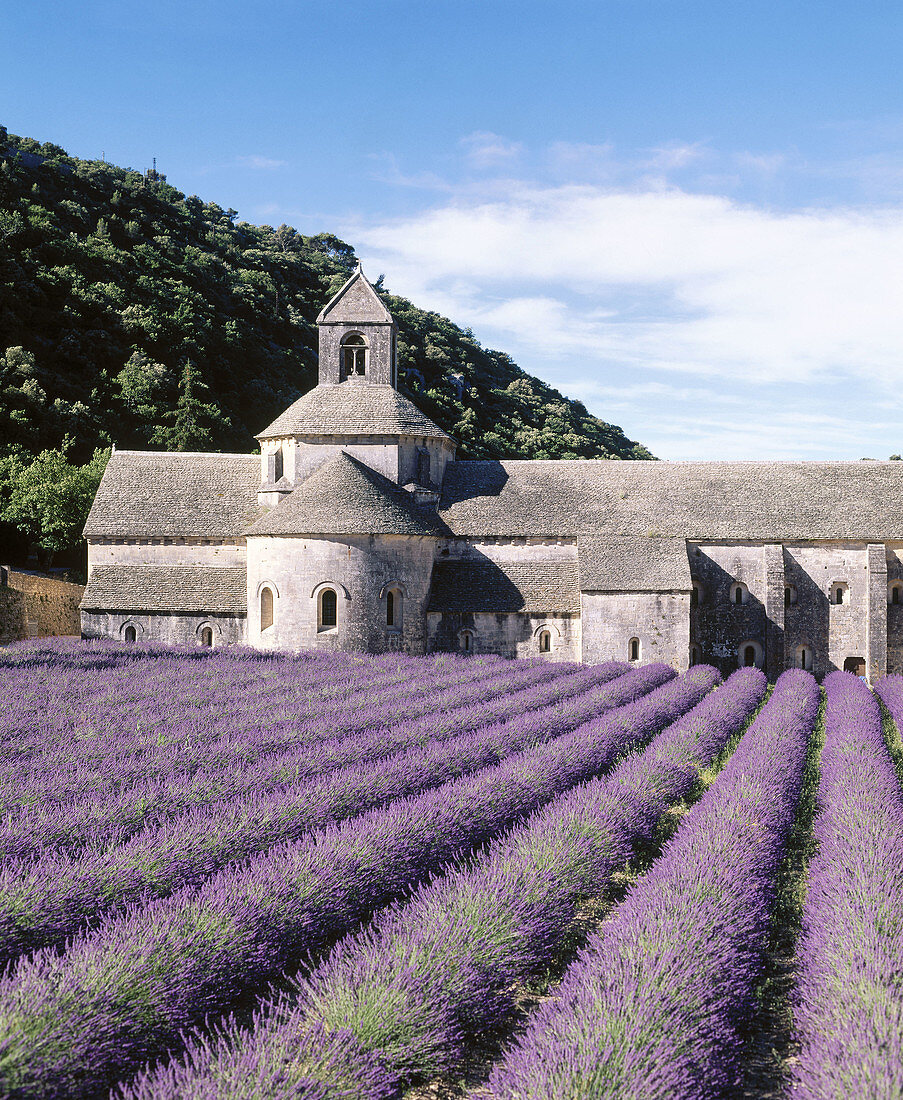 Abbey of Notre-Dame de Sénanque and lavender field. Provence. France