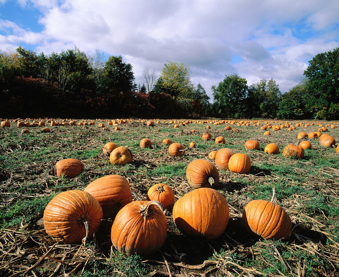 Pumpkins field. Massachusetts. USA