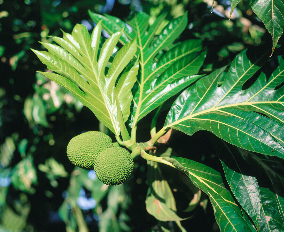 Breadfruit. Moorea Island. French Polynesia