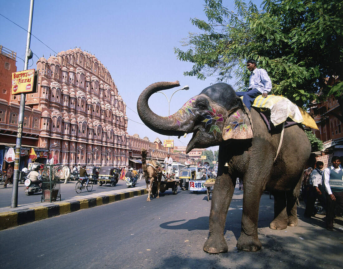 Elephant, Hawa Mahal in background. Jaipur. India