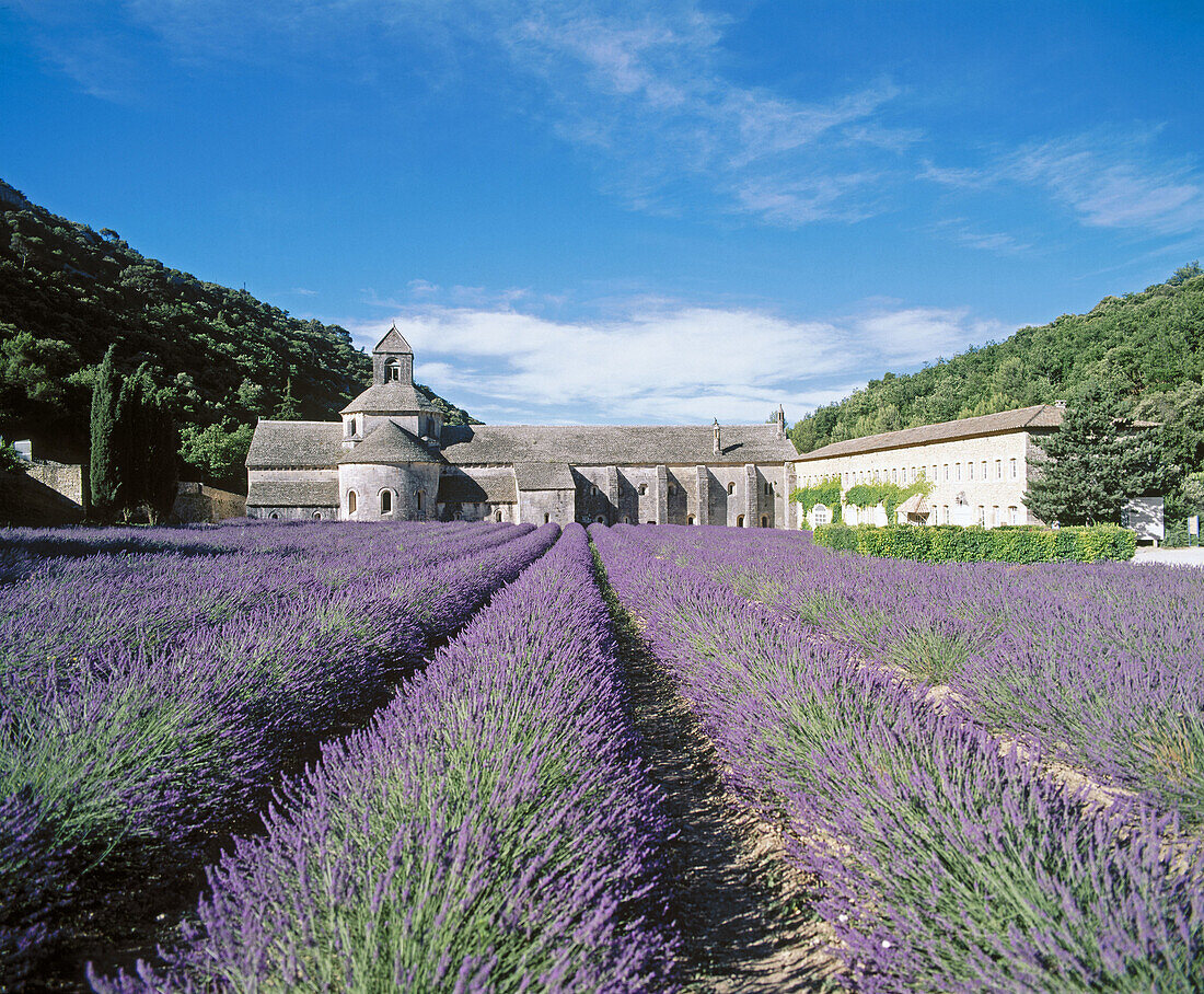 Abbey of Notre-Dame de Sénanque and lavender field. Provence. France