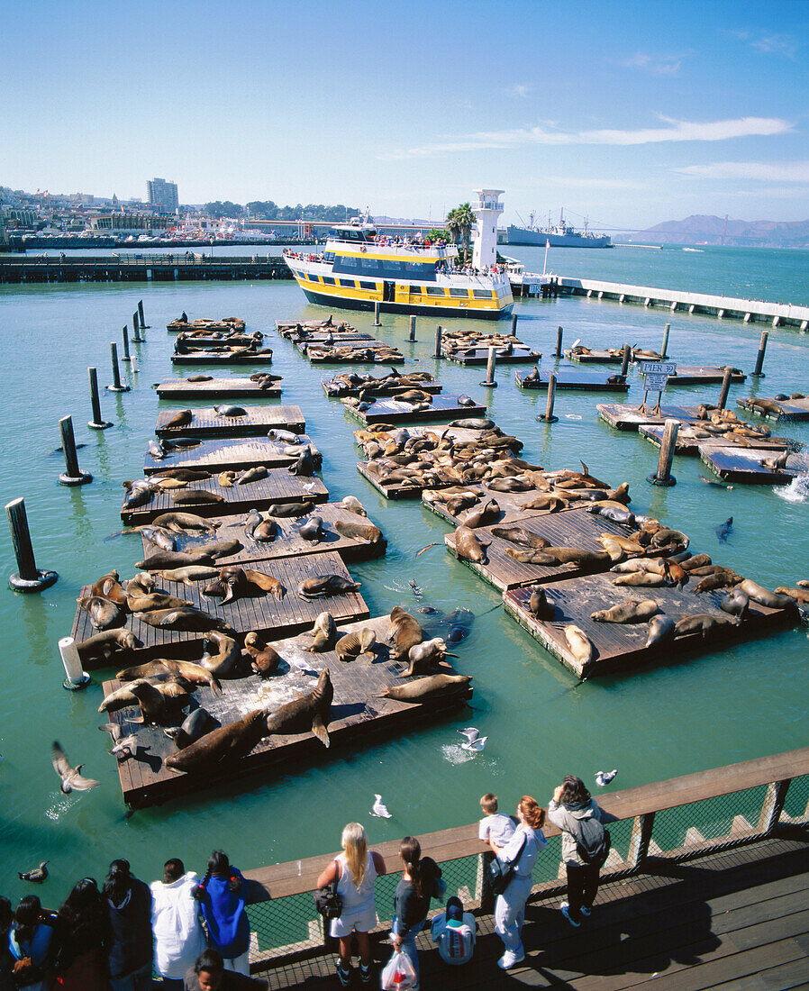 Sea lions. San Francisco zoo. California. USA.