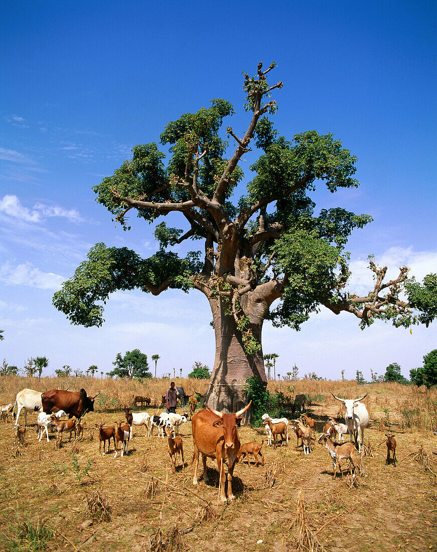 Goats, cows and Baobab tree. Senegal