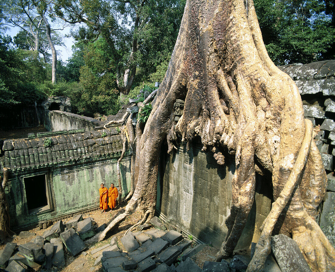 Ta Prohm temple, complex of Angkor Wat. Angkor. Cambodia