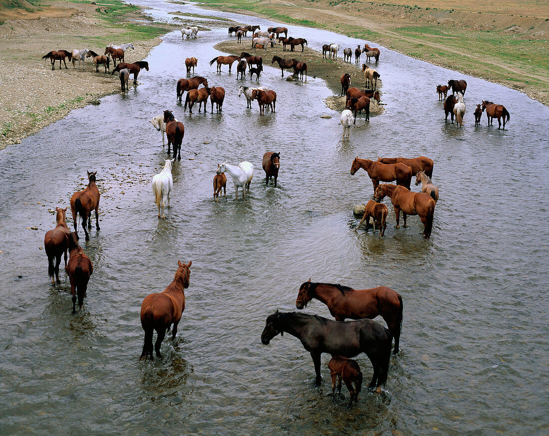 Horses bathing. Transylvania. Romania