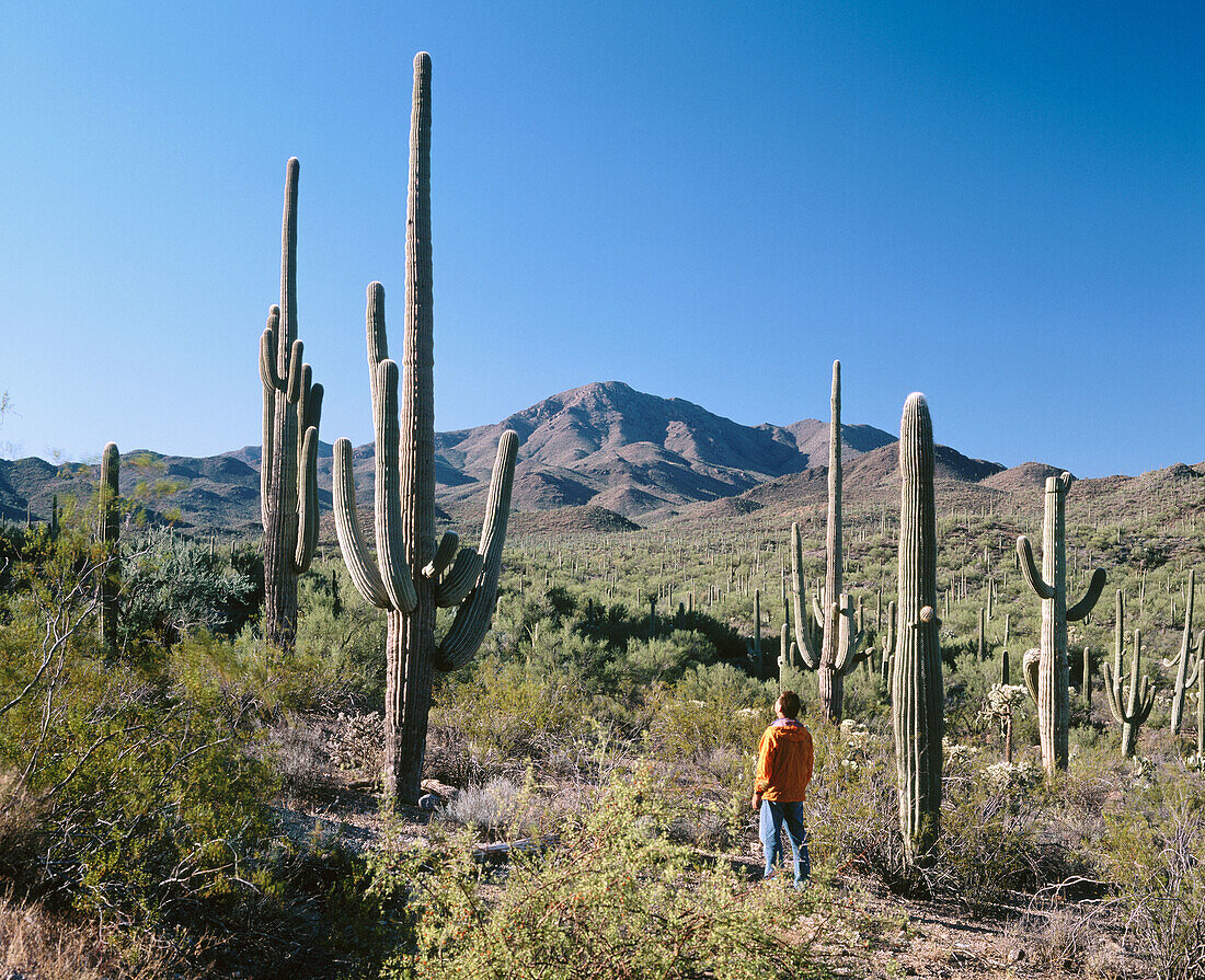 Saguaro National Park, Tucson. Arizona, USA