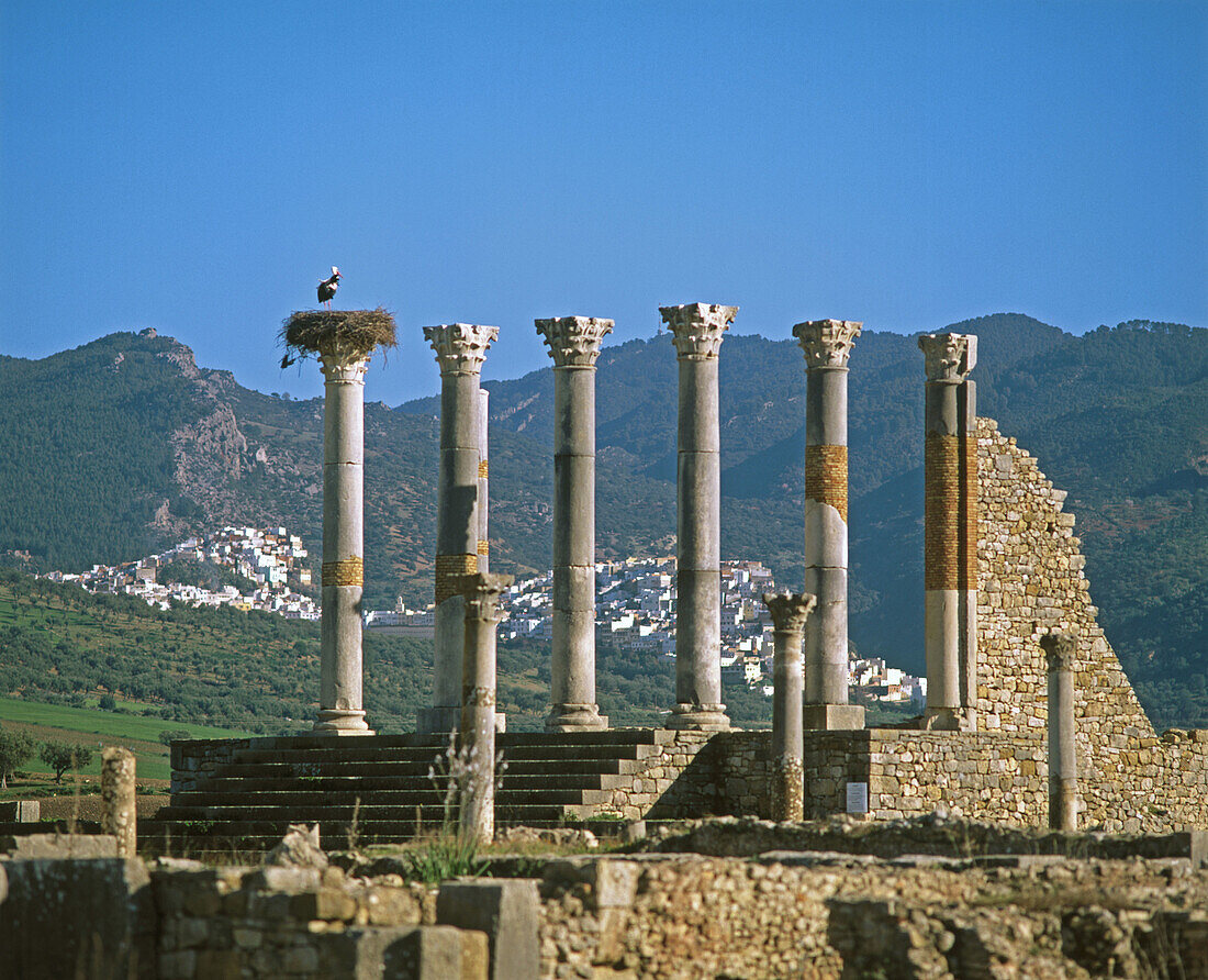 The Capitol, Roman ruins of Volubilis. Morocco