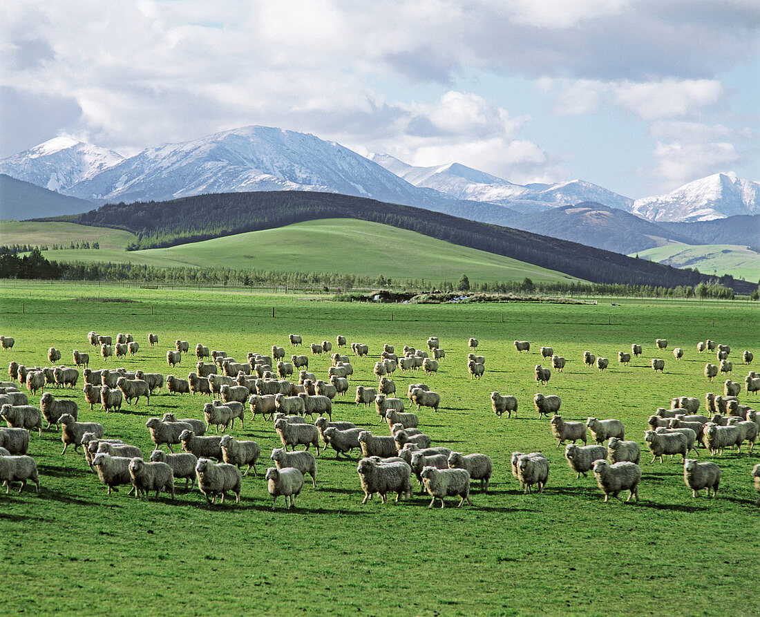 Herd in Otago region. South Island, New Zealand