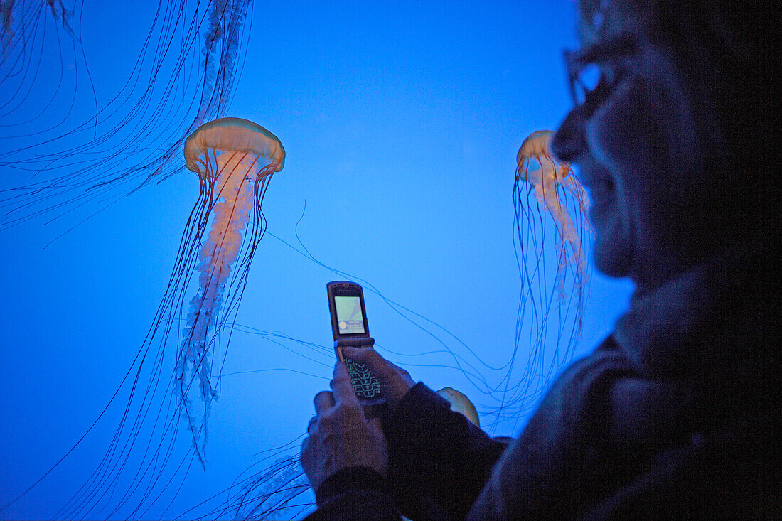 A woman is taking a picture of a  jelly fish in the New England Aquarium, Boston, Boston, Massachusetts, USA, ,USA