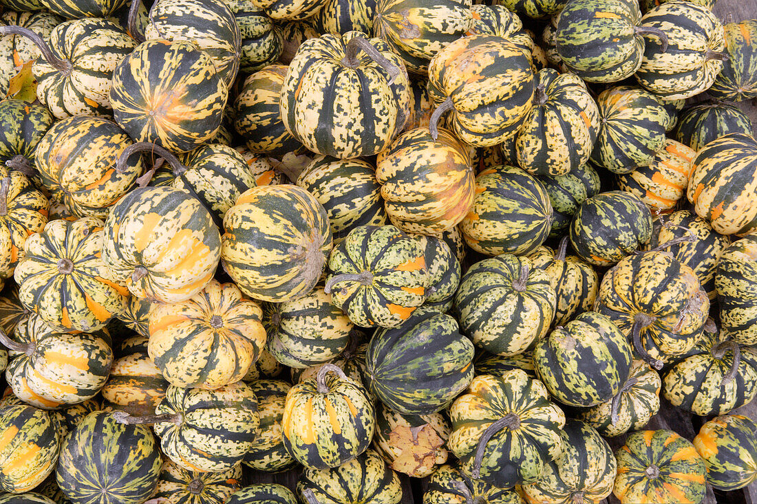 Pumpkins, ,USA