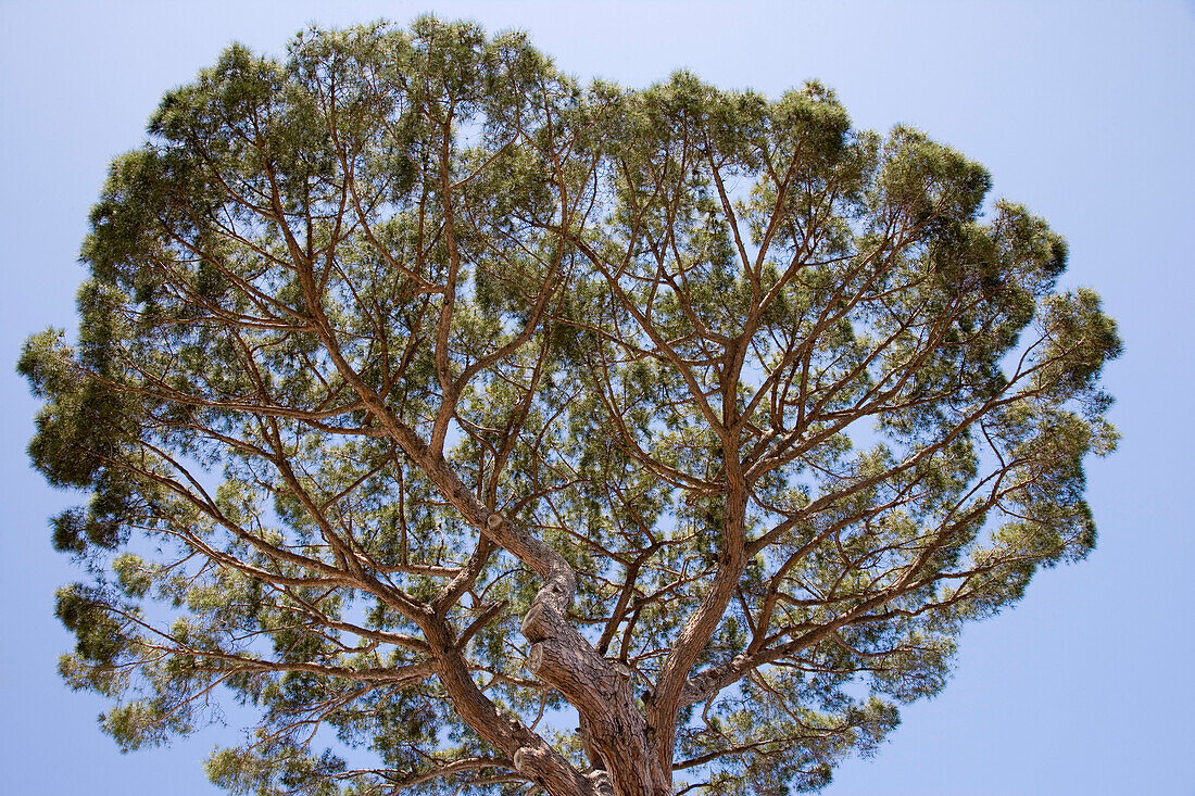 Majestätischer Baum in Sorrent, Kampanien, Italien, Europa