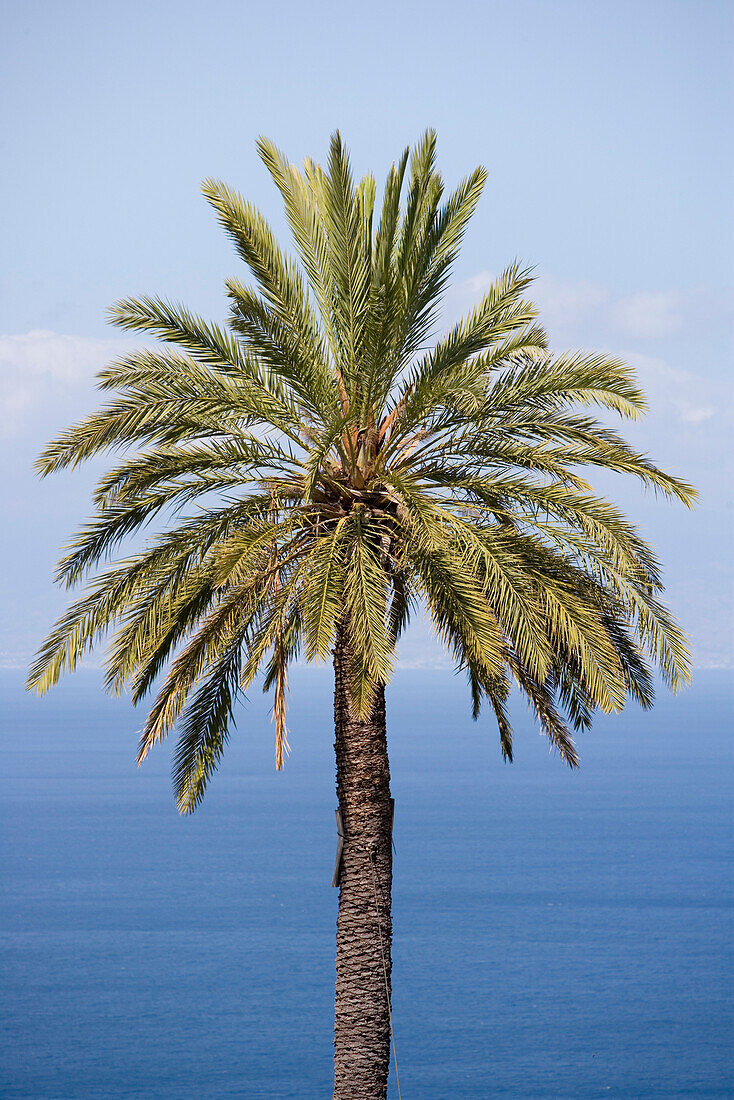 Palm Tree and Blue Waters of Strait of Messina, Taormina, Sicily, Italy