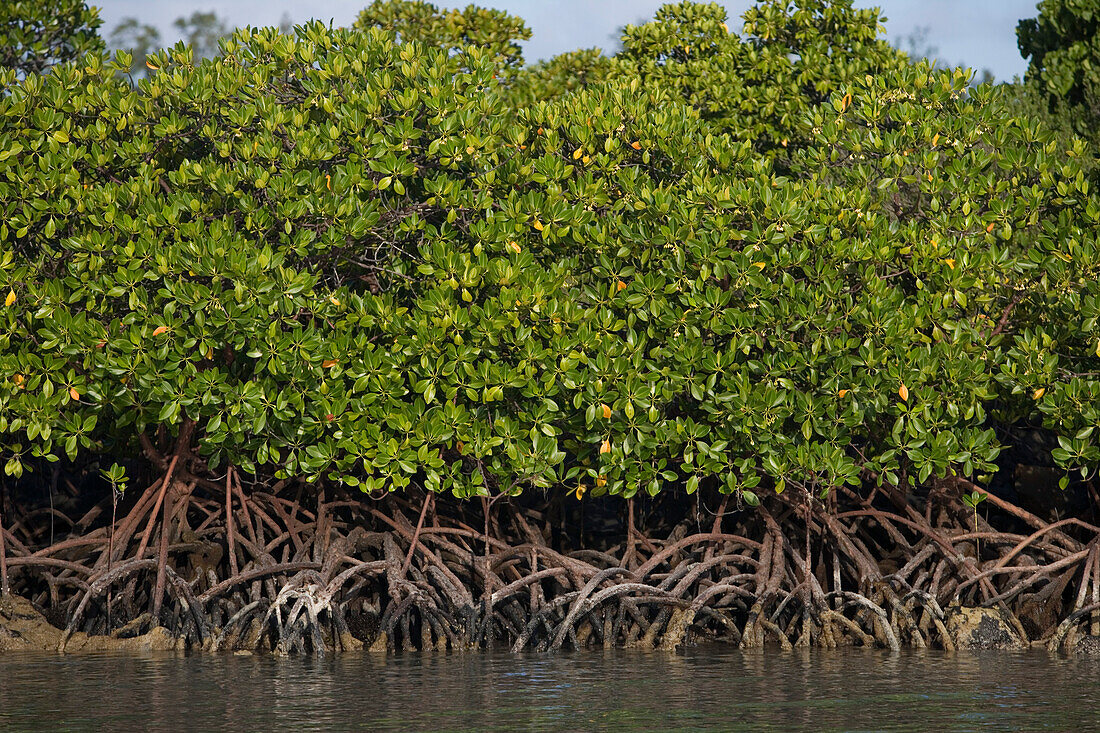 Mangroven auf der Insel Ile aux Cerfs, nahe Trou d'Eau Douce, Flacq District, Mauritius, Indischer Ozean