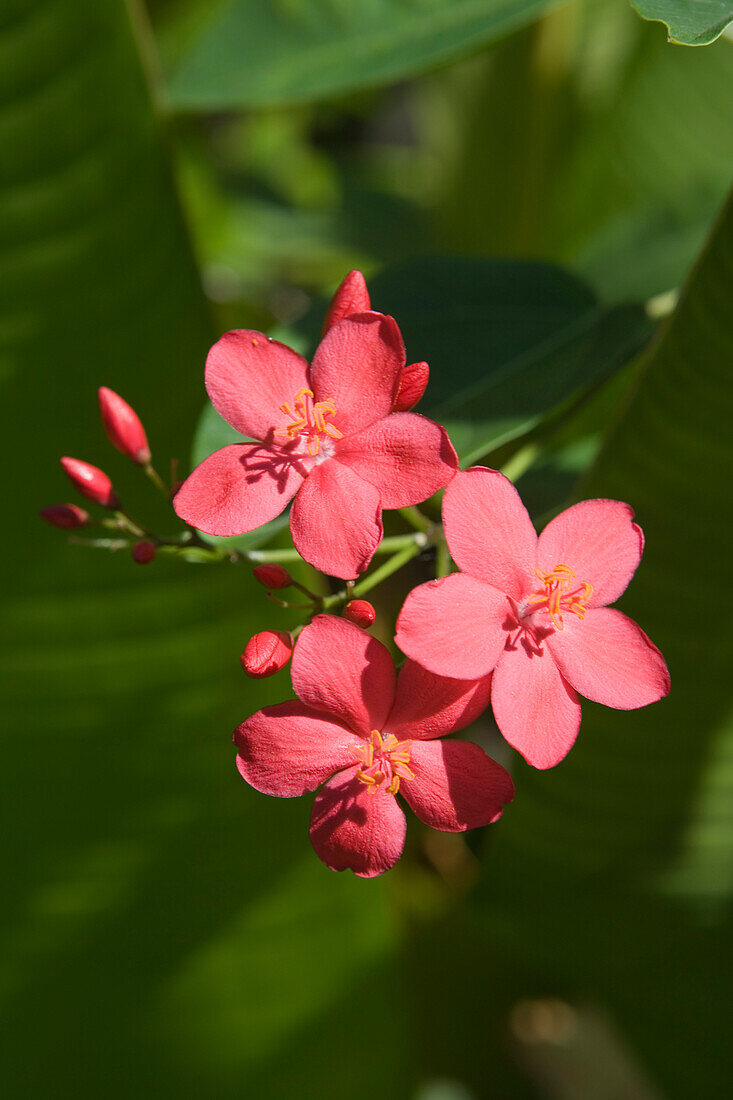 Tropische Blüten im Le Touessrok Resort, nahe Trou d'Eau Douce, Flacq District, Mauritius, Indischer Ozean