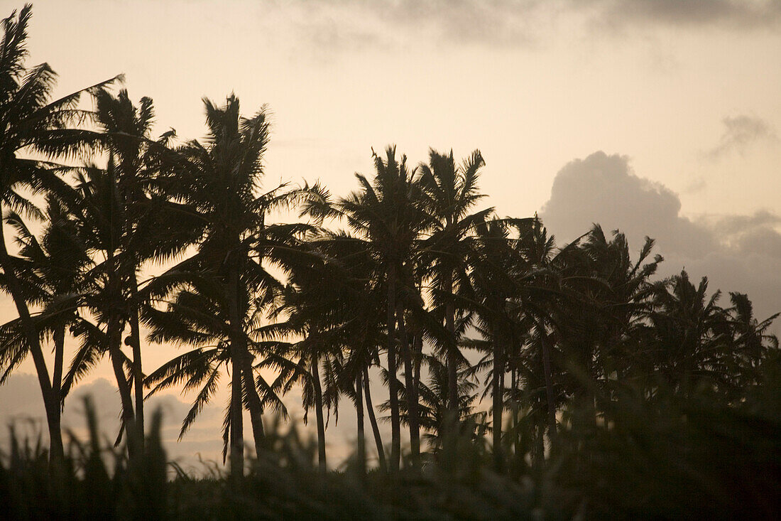 Zuckerrohrfeld und Palmen bei Sonnenuntergang, Bel Ombre, Savanne District, Mauritius, Indischer Ozean