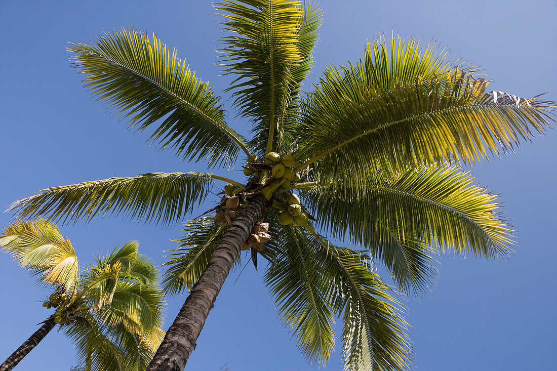 Coconut Trees, Moevenpick Resort and Spa Mauritius, Bel Ombre, Savanne District, Mauritius