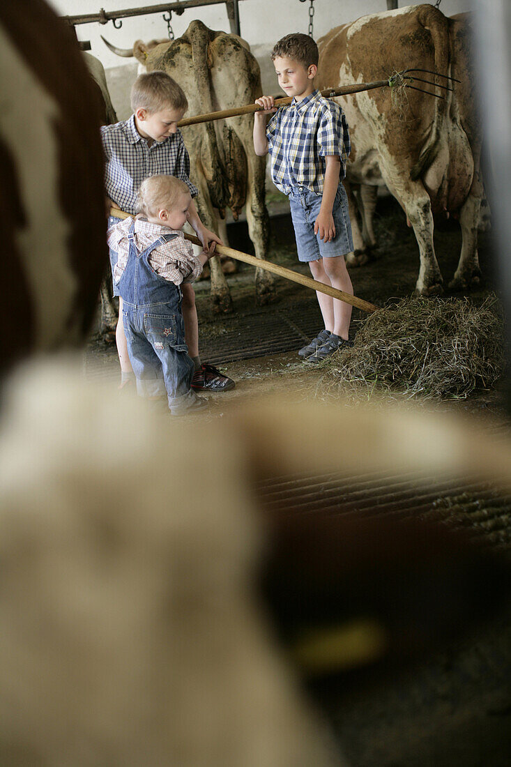 Three boys (2-9 years) feeding cattle with hay in a barn, Walchstadt, Upper Bavaria, Bavaria, Germany, MR