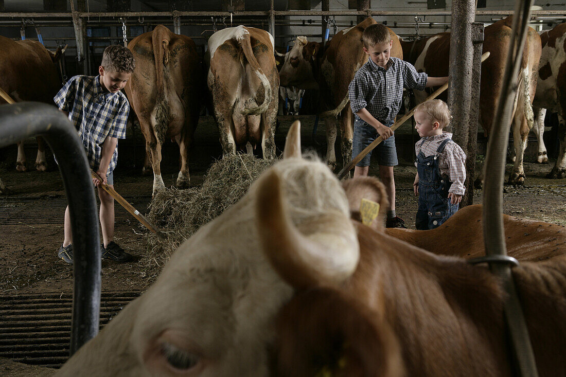 Boys in the barn, cows, hay, Walchstadt, Upper Bavaria, Germany