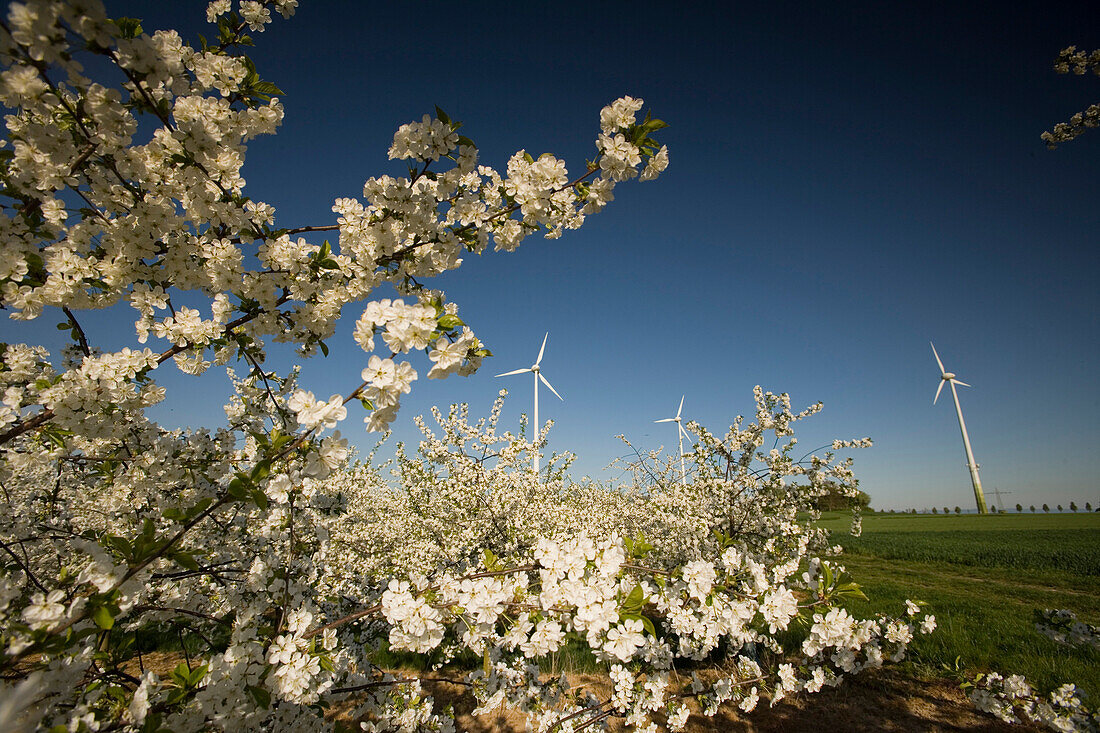 Sour cherry trees in full blossom, grove, Wind turbines in the background, Nieder Olm, Rhineland Palatinate, Germany