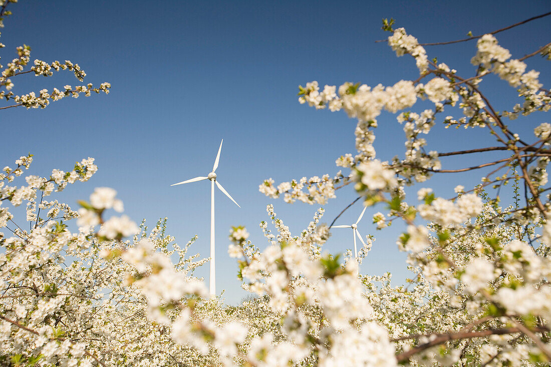 View over blooming sour cherry orchard to wind turbines, Nieder-Olm, Rhineland-Palatinate, Germany