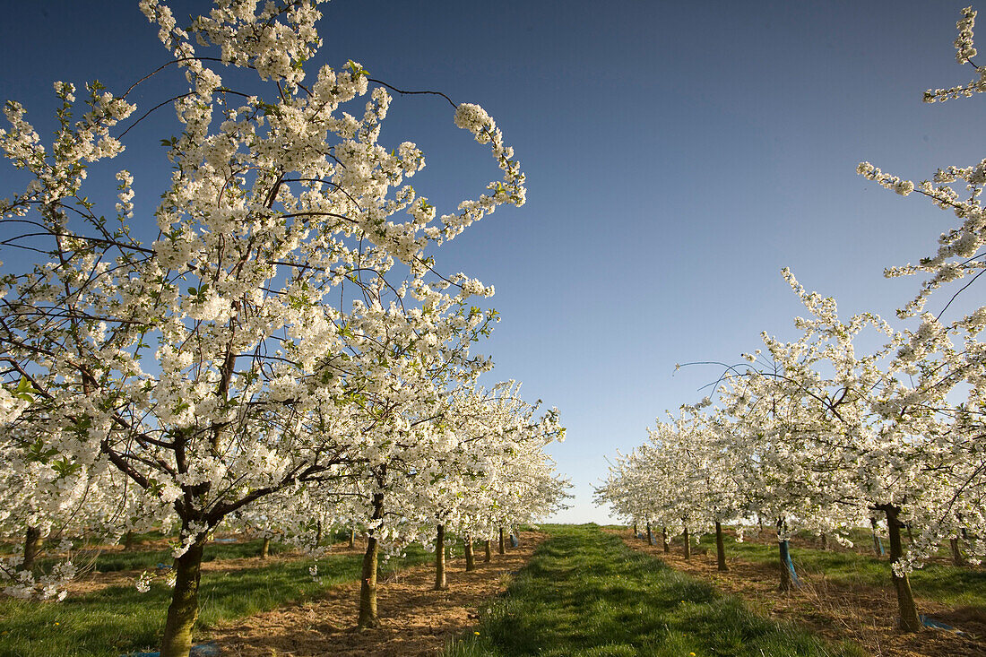 Sour cherry trees in full blossom, grove, Nieder Olm, Rhineland Palatinate, Germany