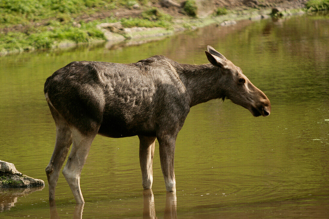 A moose in Kolmaden safari park, Ostergotland, Sweden