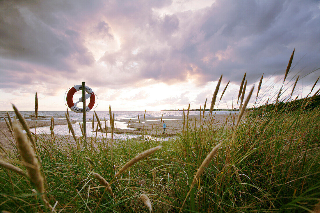 Strand mit Dünengrass, Wolkenhimmel, Segeltorpstrandet, Halmstadt, Skane, Schweden