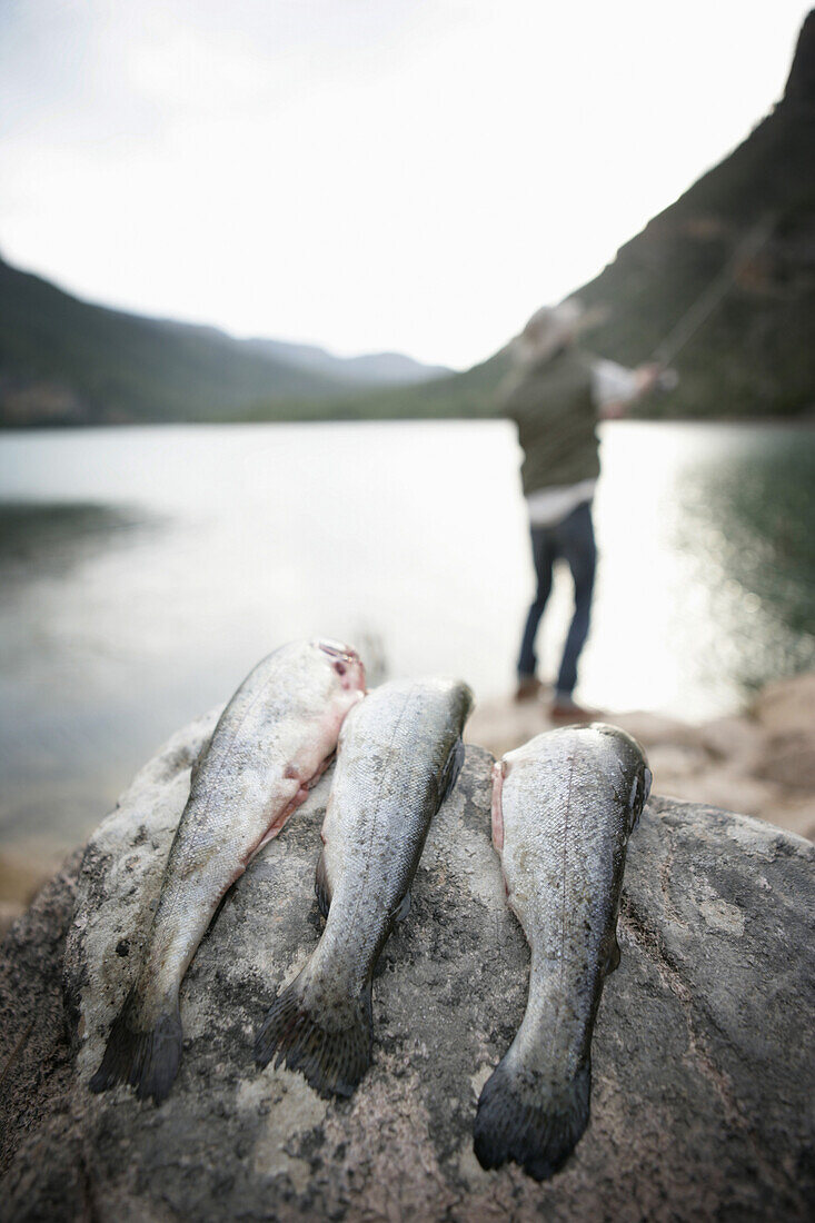 Mann angelt an einem Stausee, Fische im Vordergrund, Bayern, Deutschland, MR