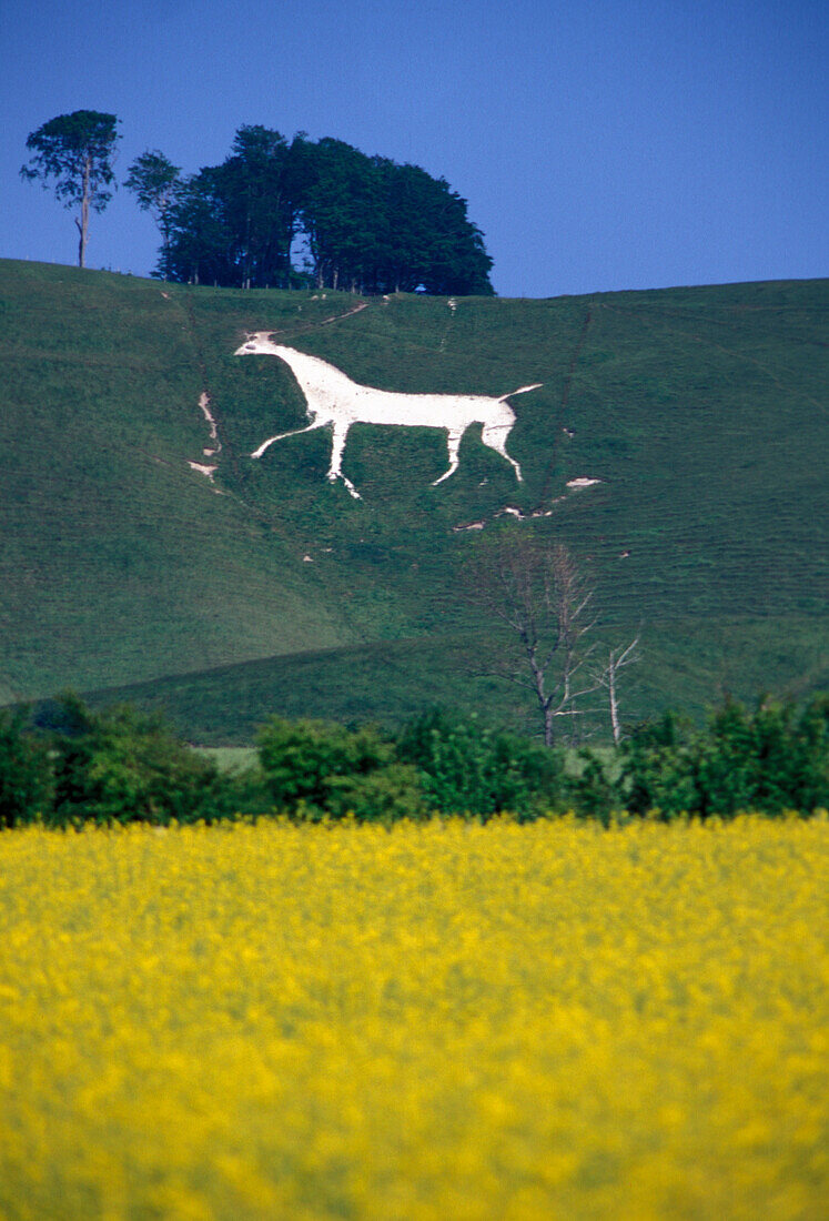 The Cherhill White Horse, Avebury, Wiltshire, England, United Kingdom