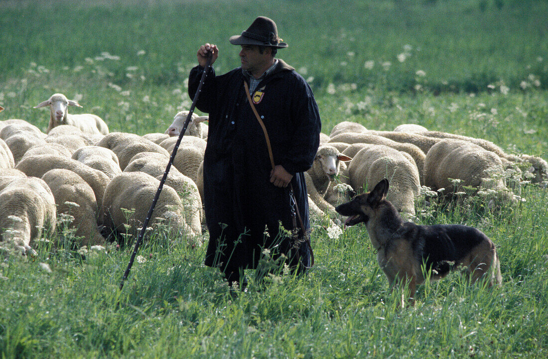 Shepherd and dog at sheepdog herding competition, Bad Urach, Swabian Alb's, Baden-Wuerttemberg, Germany