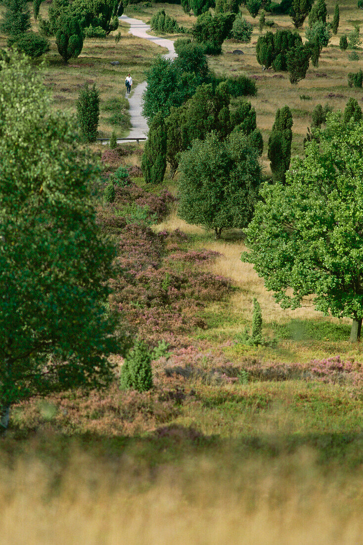 Wilseder Berg, Lueneburger Heide, Lower Saxony, Germany