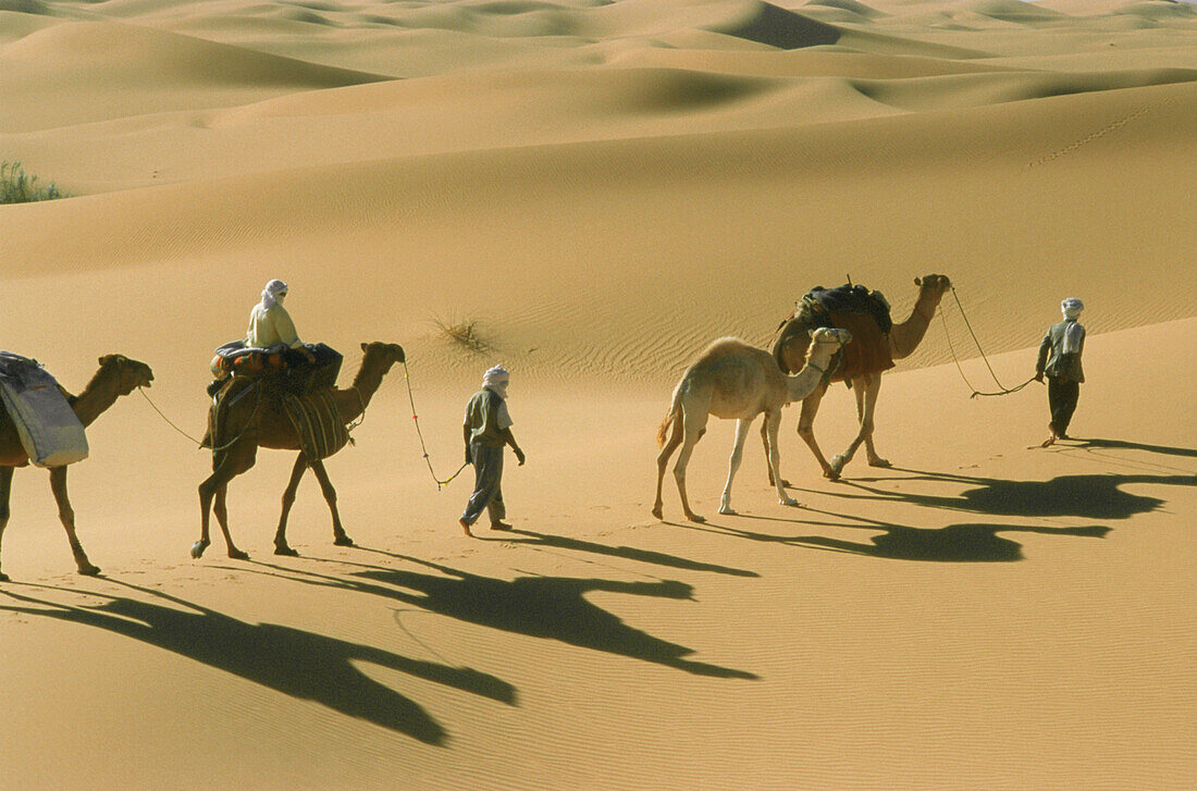 Karawane, Menschen und Kamele gehen durch den Sand, Grand Erg Occidental, Sahara, Algerien, Afrika
