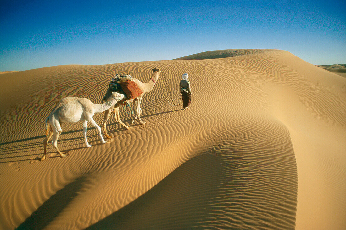 Caravan, camels and a man walking over a dune, Grand Erg Occidental, Sahara, Algeria, Africa