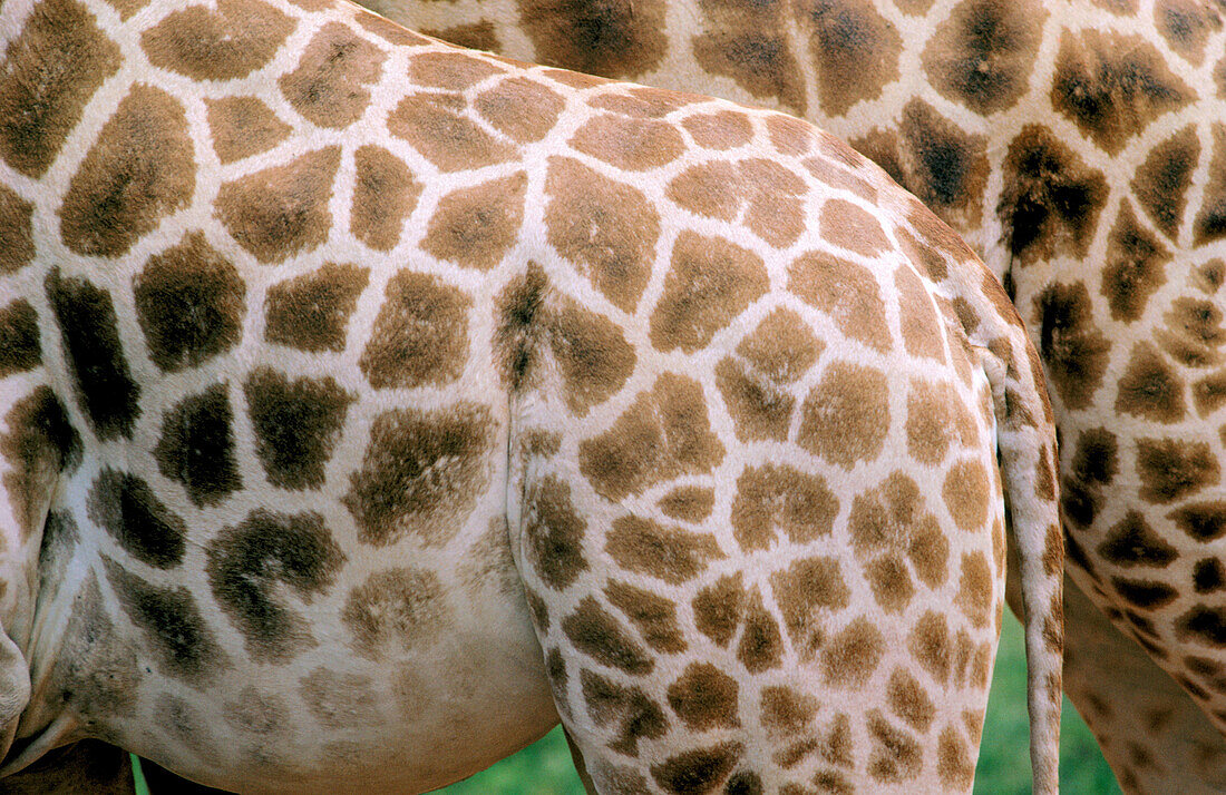 Detail of two giraffes (Giraffa camelopardalis). Masai Mara. Kenya