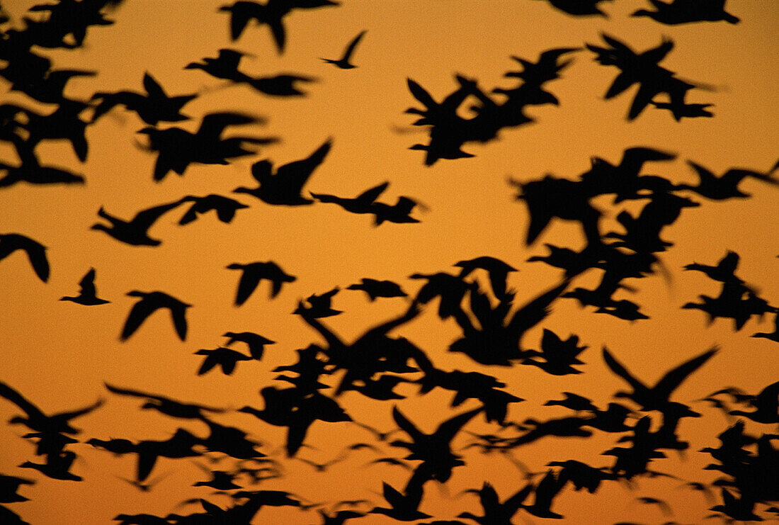 Snow Geese. New Mexico. USA