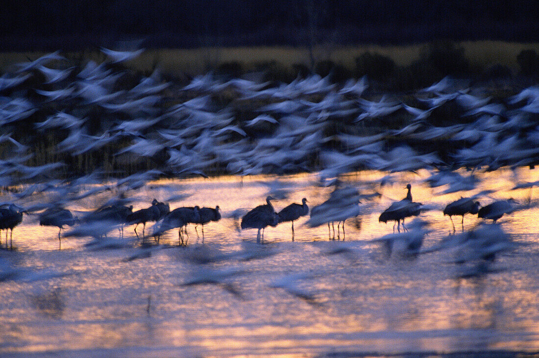 Snow Geese and Cranes. Bosque del Apache National Wildlife Refuge. New Mexico. USA